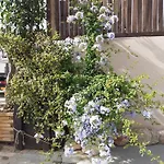דירה House Escape