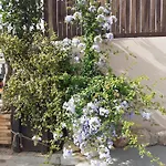 House Escape חאניה