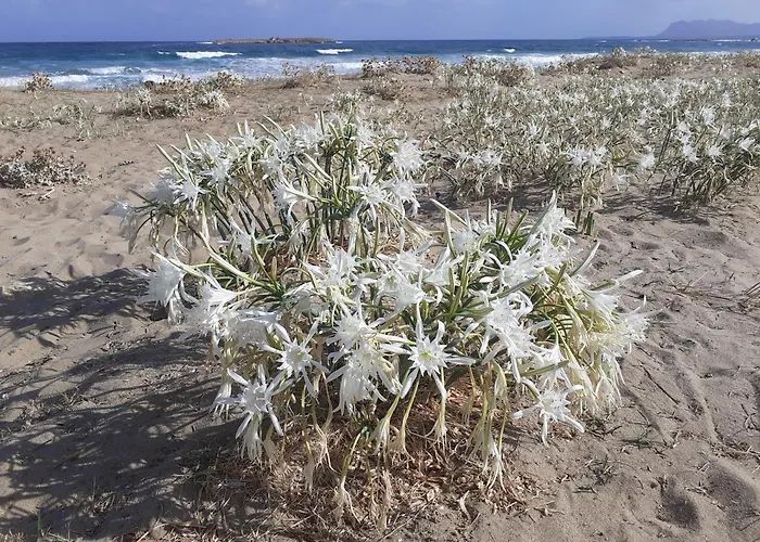 Apartament House Escape